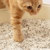 shortcatlitter-P6-1